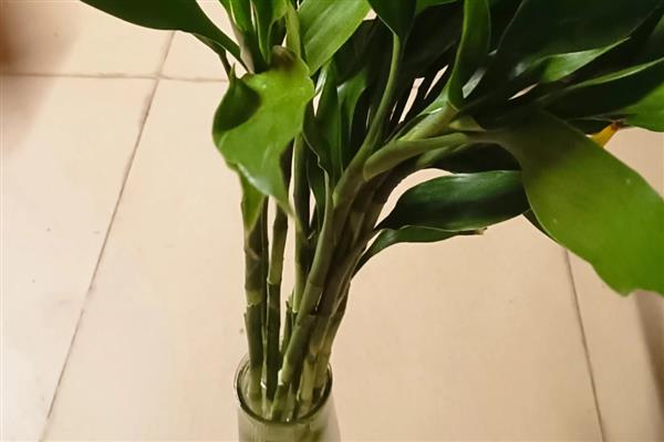 富贵竹水养几天换水一次，建议一周换一次水