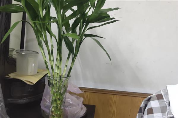 富贵竹水养几天换水一次，建议一周换一次水