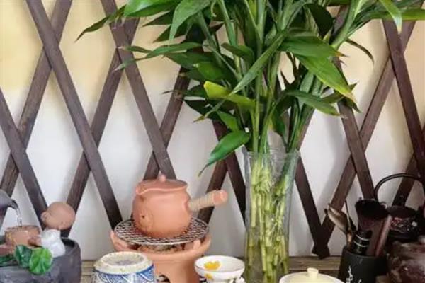 富贵竹水养几天换水一次，建议一周换一次水