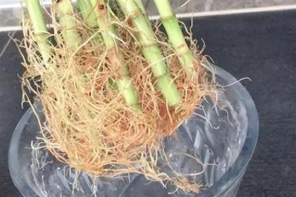 富贵竹水养几天换水一次，建议一周换一次水