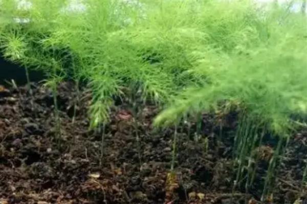 文竹如何繁殖，可播种繁殖也可分株繁殖