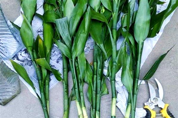 富贵竹水养几天换水一次，建议一周换一次水