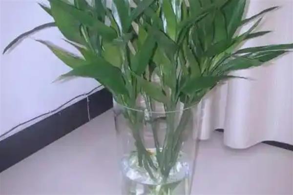 富贵竹水养几天换水一次，建议一周换一次水