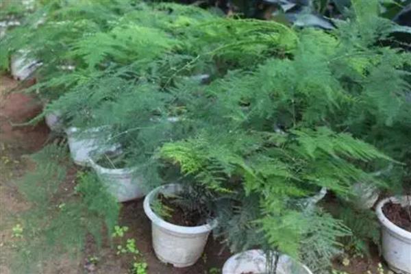 文竹如何繁殖，可播种繁殖也可分株繁殖