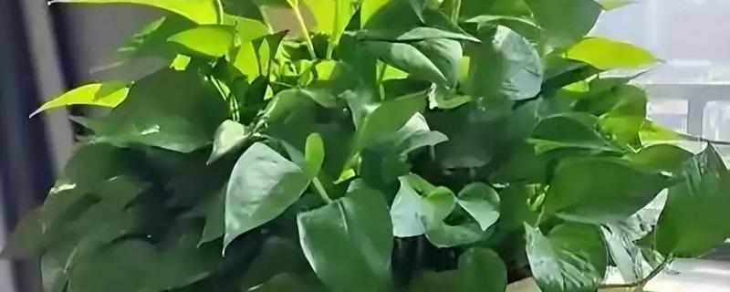 绿萝有没有毒，绿萝有毒