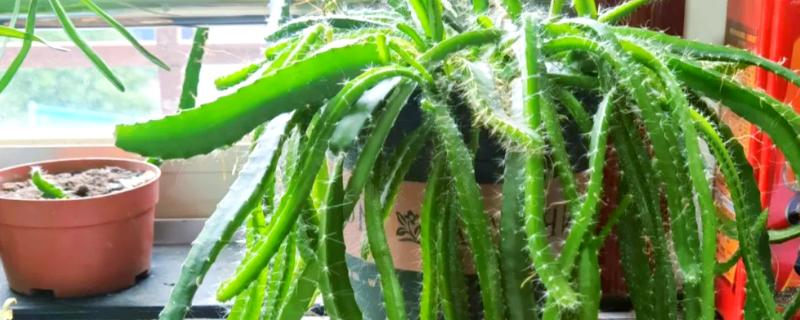 火龙果的家庭种植方法，可播种或者扦插种植