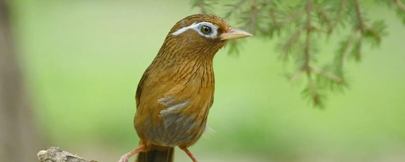 顶级画眉鸟斗料的配方，雏鸟和成年鸟的配方不同