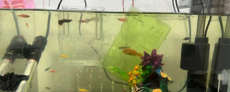 鱼缸500升水用多少土霉素,50克即可治疗疾病