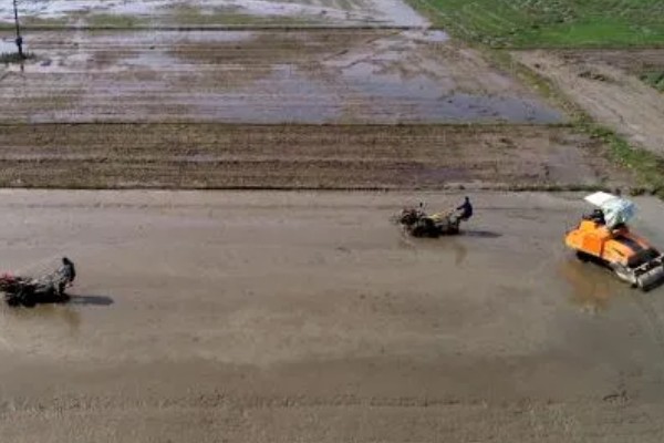 姑娘果如何种植，播种前先用温水浸种2小时