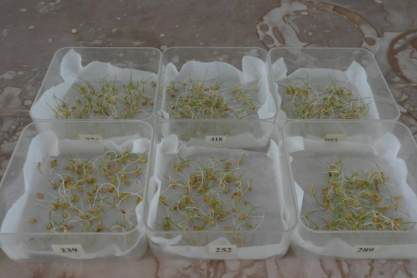 姑娘果如何种植，播种前先用温水浸种2小时