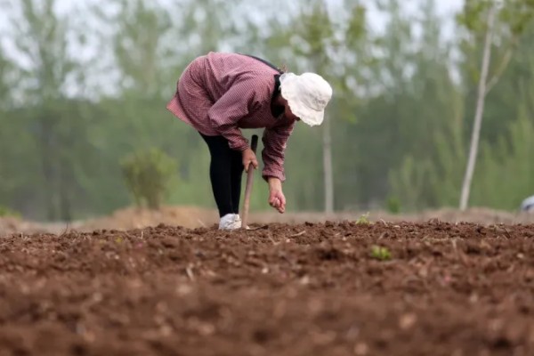 姑娘果如何种植，播种前先用温水浸种2小时