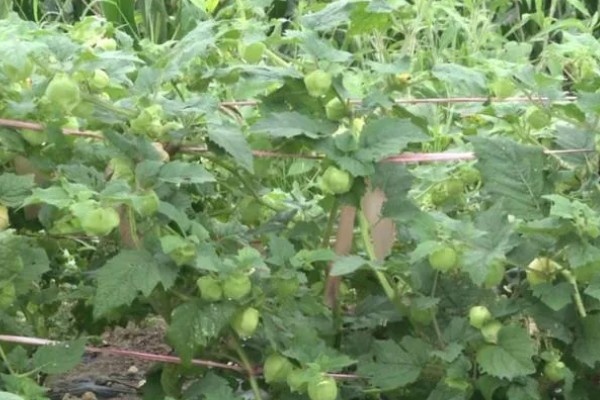 姑娘果如何种植，播种前先用温水浸种2小时