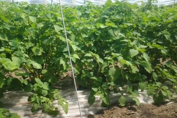 姑娘果如何种植，播种前先用温水浸种2小时