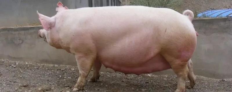 母猪保胎需打几支黄体酮，需要打3支黄体酮