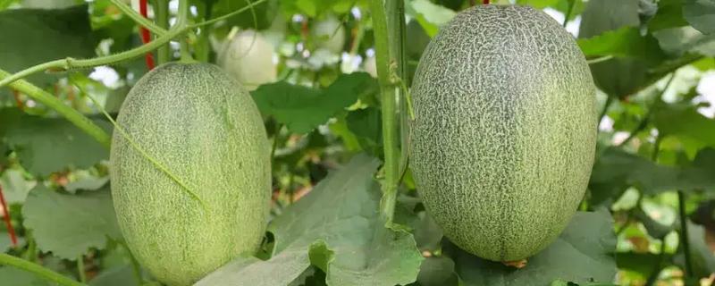 哈密瓜的种植时间，新疆地区适合在1-2月份、8月份播种