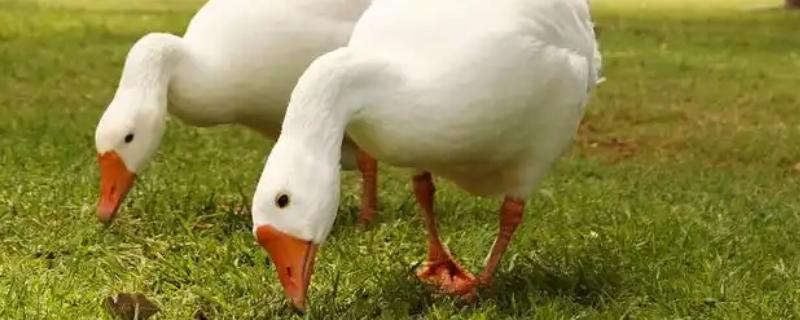鹅吃不吃肉,属于食草性家禽