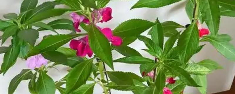 凤仙花叶子蔫了如何处理，植株缺水时要浇水喷水