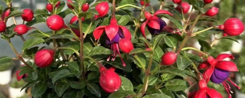 灯笼花怎么修剪，花开放时及时剪掉中心的小枝和叶片