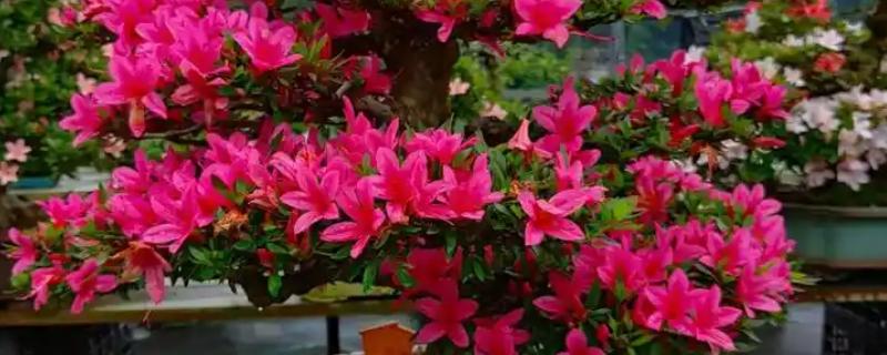 杜鹃花能不能在室内养殖，喜半阴环境适合养在家里