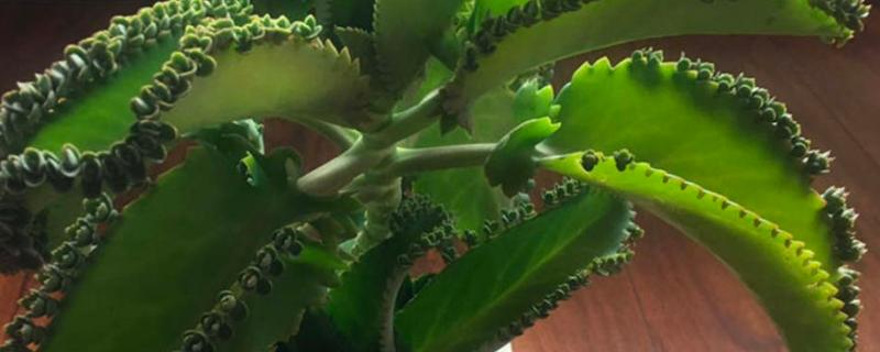 不死鸟多肉的作用，具有绿化环境、净化空气等效果