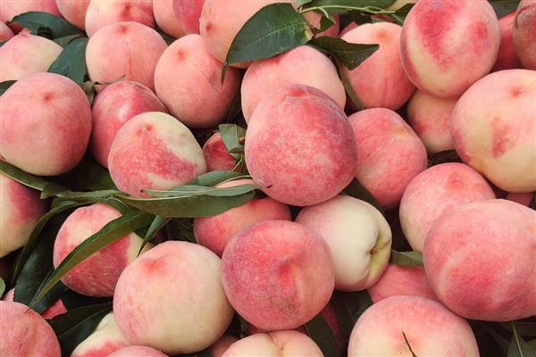 桃是不是寒性水果，桃不是寒性水果