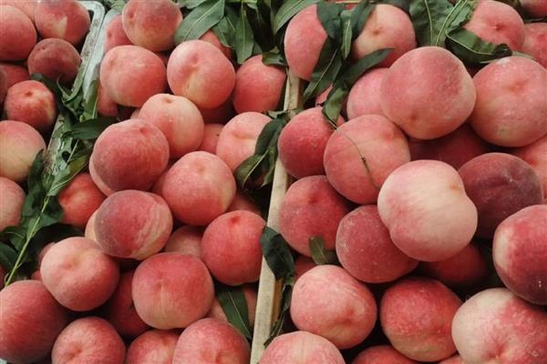 桃是不是寒性水果，桃不是寒性水果