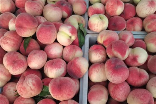 桃是不是寒性水果，桃不是寒性水果