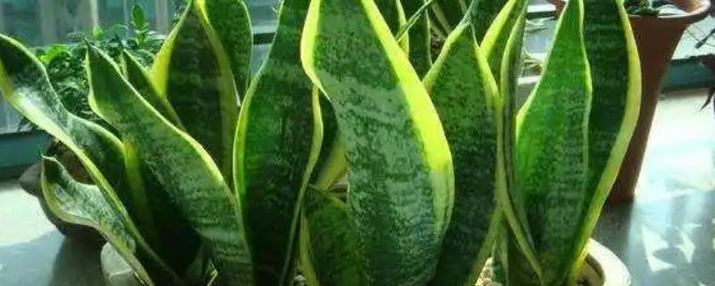 虎皮兰施什么肥，以氮肥为主略含磷钾元素