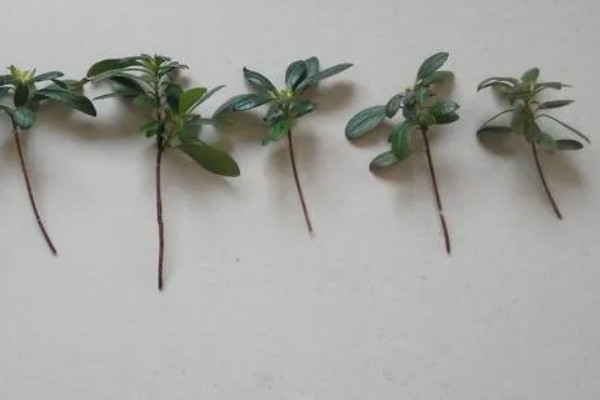 杜鹃花的扦插方法,5-6月份进行为佳
