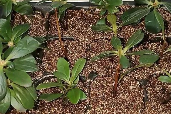 杜鹃花的扦插方法,5-6月份进行为佳