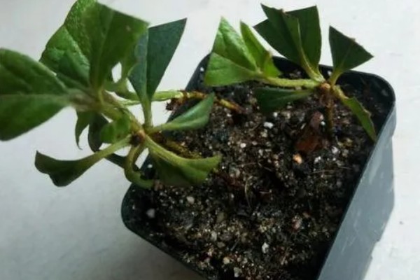 杜鹃花的扦插方法,5-6月份进行为佳