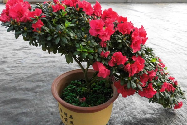 杜鹃花的扦插方法,5-6月份进行为佳