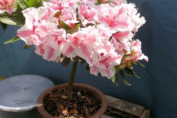 杜鹃花的扦插方法,5-6月份进行为佳