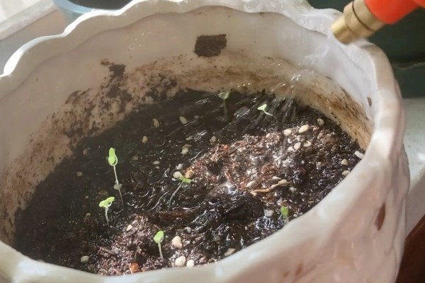 雏菊发芽后的护理方法,环境湿度保持在70%以上