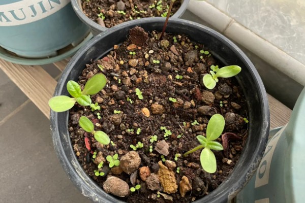 雏菊发芽后的护理方法,环境湿度保持在70%以上