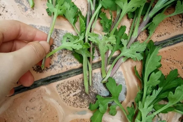 雏菊发芽后的护理方法,环境湿度保持在70%以上