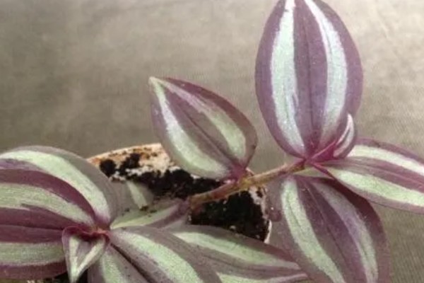 为什么吊竹梅会烂根,可能是浇水过多所致