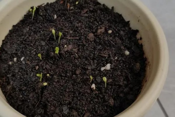 雏菊发芽后的护理方法,环境湿度保持在70%以上