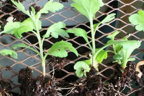 雏菊发芽后的护理方法,环境湿度保持在70%以上