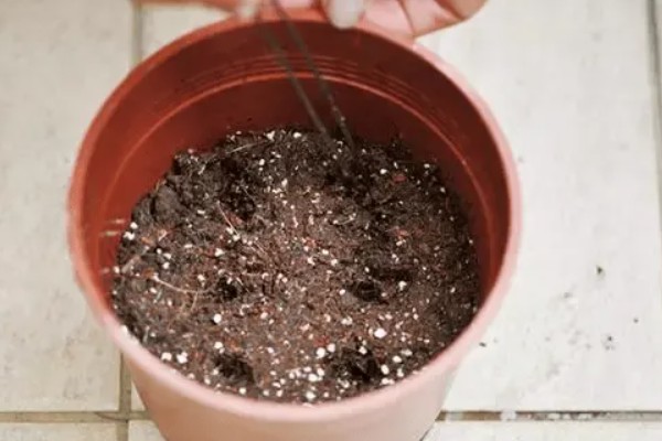 雏菊发芽后的护理方法,环境湿度保持在70%以上