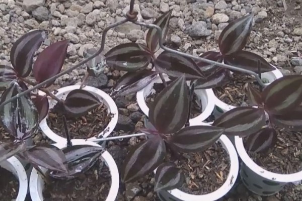 为什么吊竹梅会烂根,可能是浇水过多所致