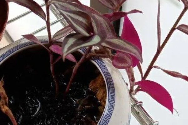 为什么吊竹梅会烂根,可能是浇水过多所致