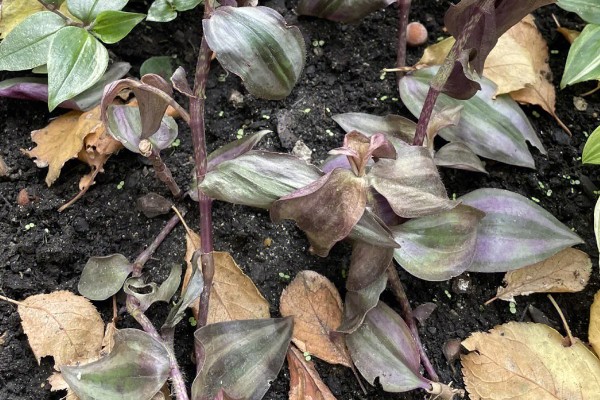 为什么吊竹梅会烂根,可能是浇水过多所致