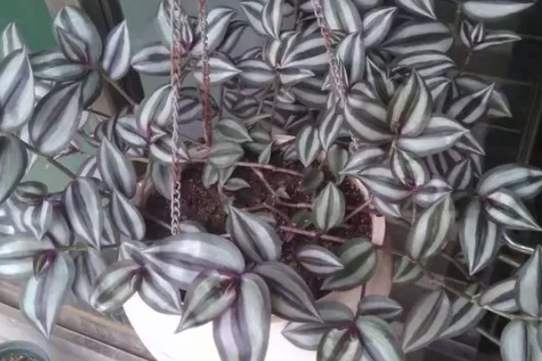 为什么吊竹梅会烂根,可能是浇水过多所致