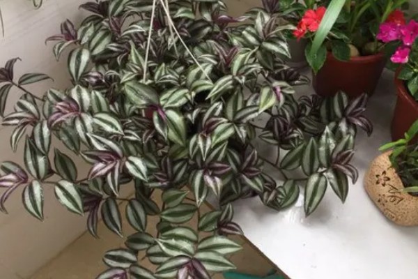 为什么吊竹梅会烂根,可能是浇水过多所致