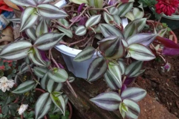 为什么吊竹梅会烂根,可能是浇水过多所致