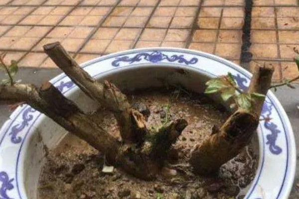 水杨梅生桩能不能水培,在水中无法获得足够的养分
