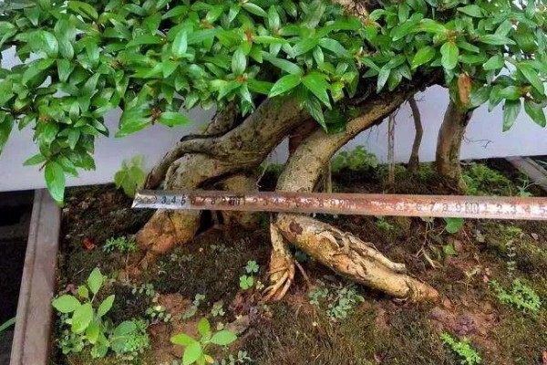 水杨梅生桩能不能水培,在水中无法获得足够的养分