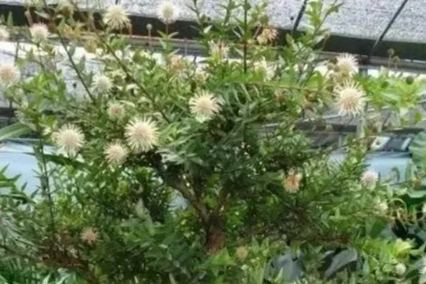 水杨梅生桩能不能水培,在水中无法获得足够的养分