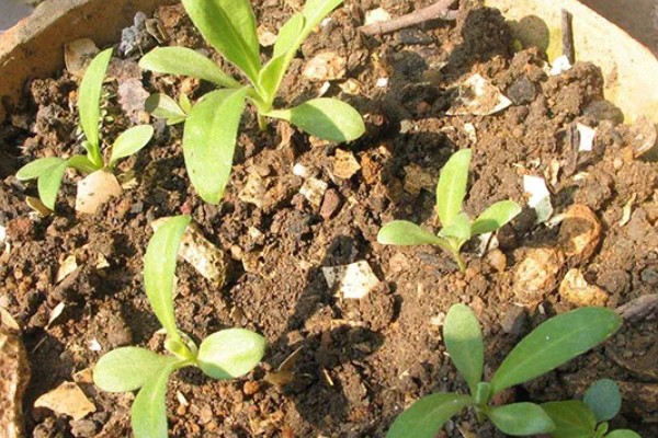 雏菊发芽后的护理方法,环境湿度保持在70%以上